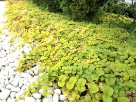 日陰の植物 エクステリア札幌 ホワイトガーデン 外構 ガーデニング