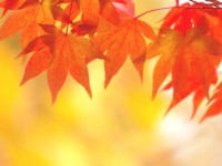 category_title_colored-leaves-plant_of_yard2