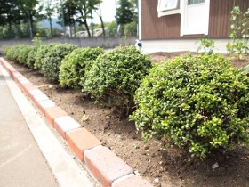 北海道のお庭の植物 エクステリア札幌 ホワイトガーデン 外構 ガーデニング