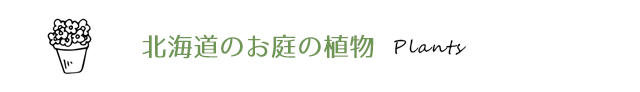 北海道のお庭の植物